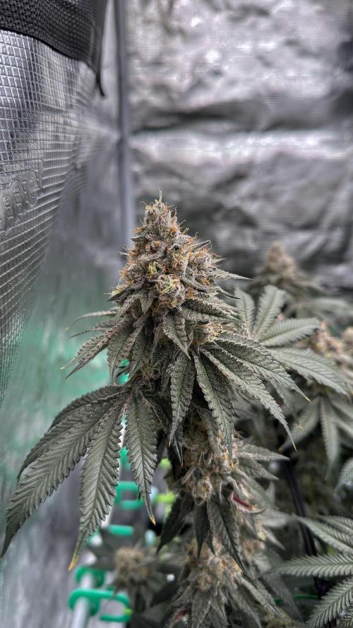 The Dual Ritual [GrapePak x Barf Breath]. Week 16