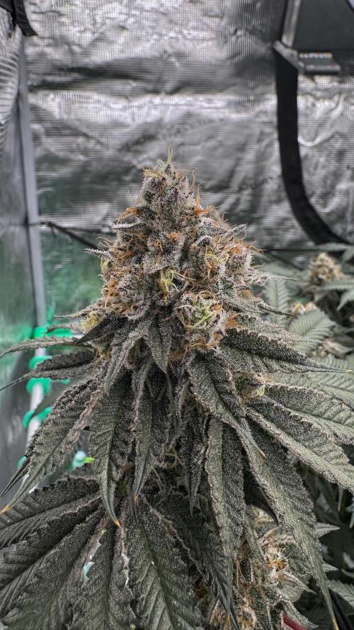 The Dual Ritual [GrapePak x Barf Breath]. Week 16