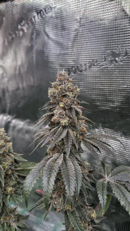 The Dual Ritual [GrapePak x Barf Breath]. Week 16