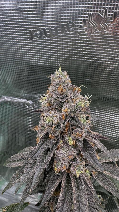 The Dual Ritual [GrapePak x Barf Breath]. Week 16