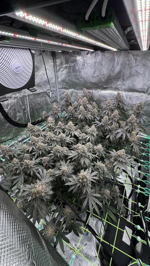 The Dual Ritual [GrapePak x Barf Breath]. Week 17