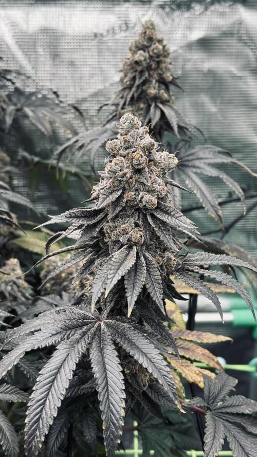 The Dual Ritual [GrapePak x Barf Breath]. Week 17