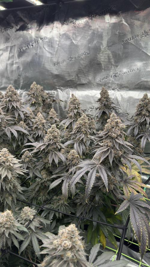 The Dual Ritual [GrapePak x Barf Breath]. Week 17