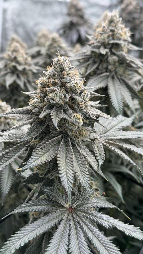 The Dual Ritual [GrapePak x Barf Breath]. Week 17