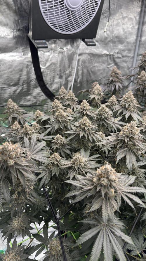 The Dual Ritual [GrapePak x Barf Breath]. Week 17
