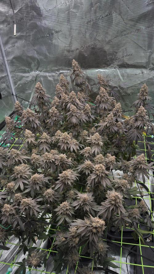 The Dual Ritual [GrapePak x Barf Breath]. Week 18