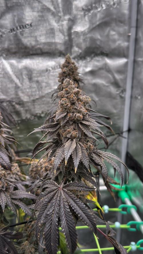 The Dual Ritual [GrapePak x Barf Breath]. Week 18