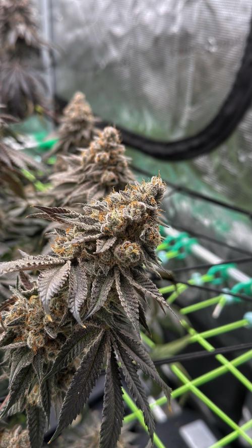 The Dual Ritual [GrapePak x Barf Breath]. Week 18