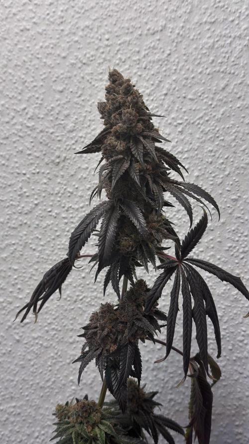 The Dual Ritual [GrapePak x Barf Breath]. Week 18