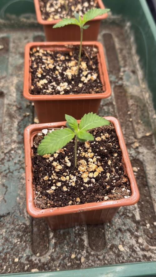 Shuga Seeds - Kyoto. Week 1