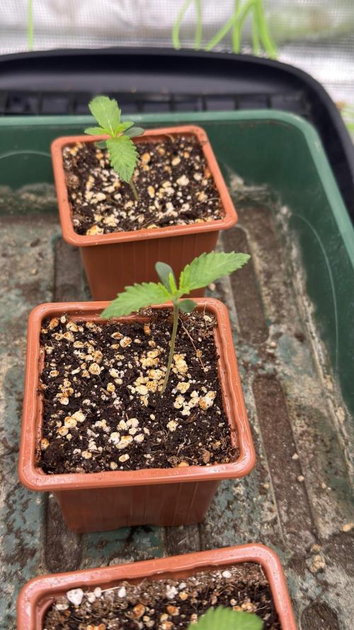 Shuga Seeds - Kyoto. Week 1