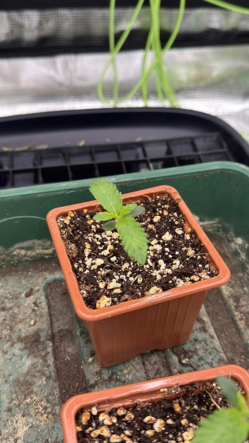 Shuga Seeds - Kyoto. Week 1