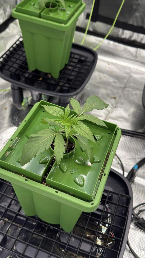 Shuga Seeds - Kyoto. Week 2