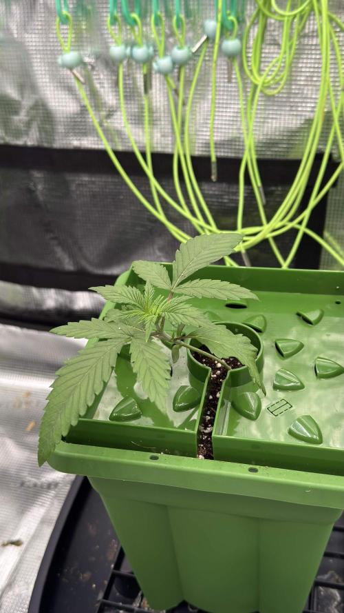 Shuga Seeds - Kyoto. Week 2