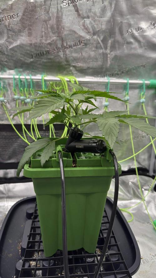 Shuga Seeds - Kyoto. Week 3