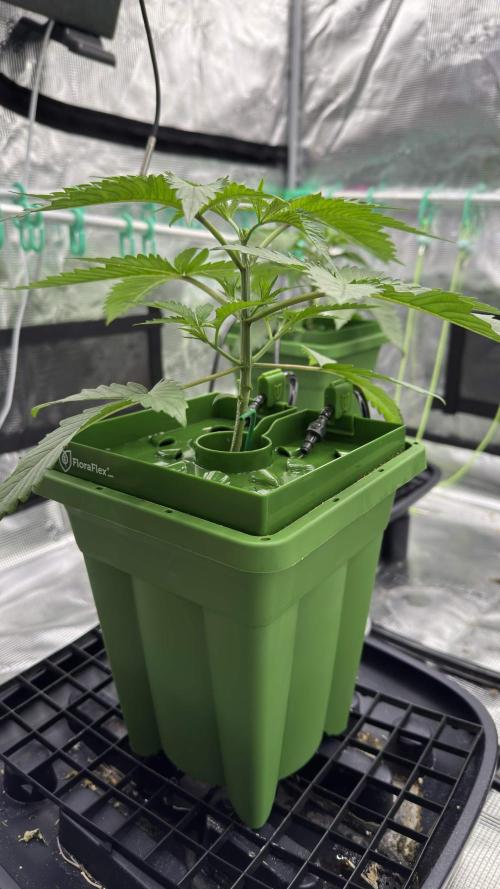 Shuga Seeds - Kyoto. Week 3