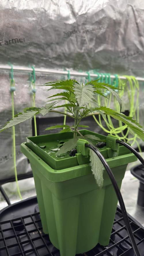 Shuga Seeds - Kyoto. Week 3