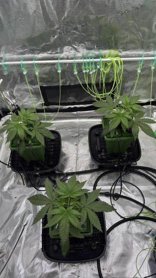 Shuga Seeds - Kyoto. Week 3