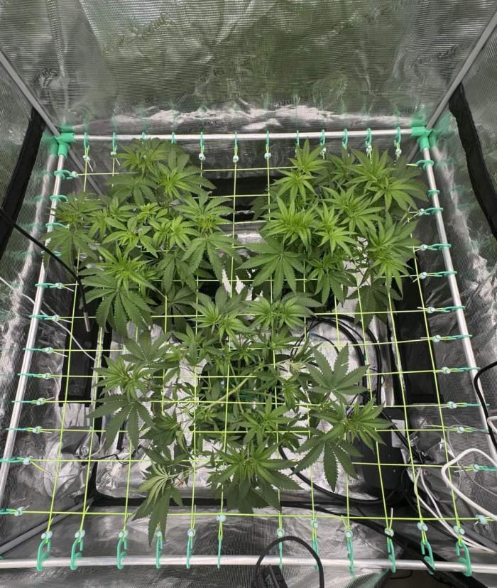 Shuga Seeds - Kyoto. Week 5