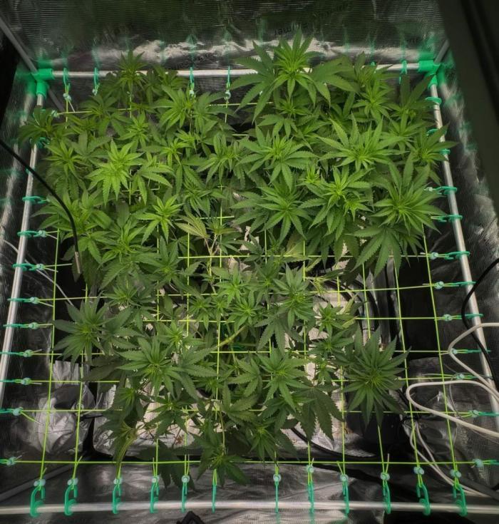 Shuga Seeds - Kyoto. Week 6