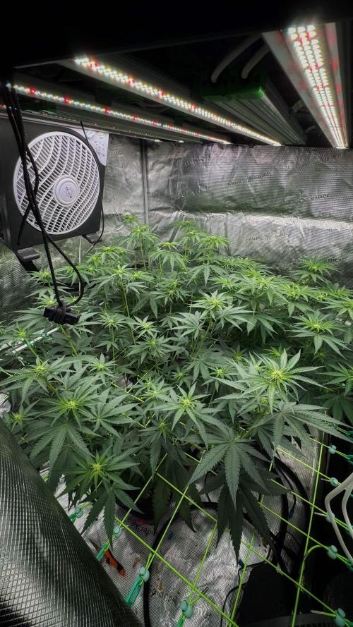 Shuga Seeds - Kyoto. Week 7