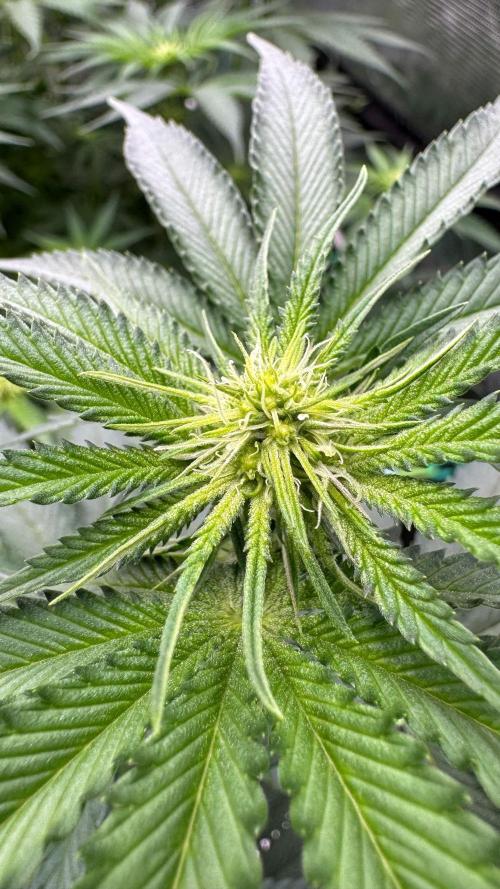 Shuga Seeds - Kyoto. Week 7