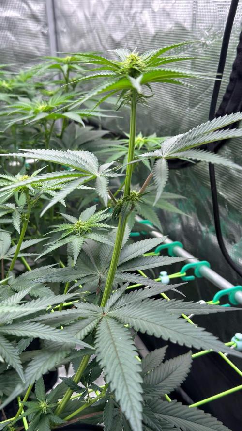 Shuga Seeds - Kyoto. Week 7