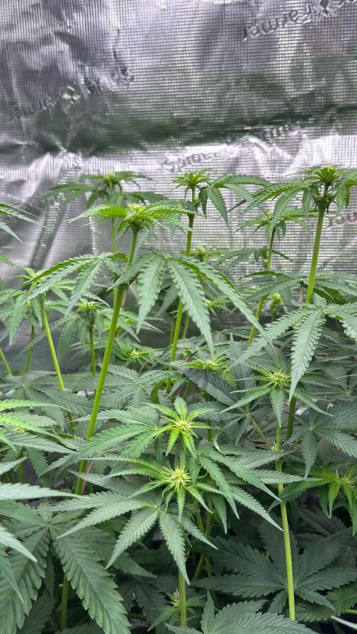 Shuga Seeds - Kyoto. Week 7