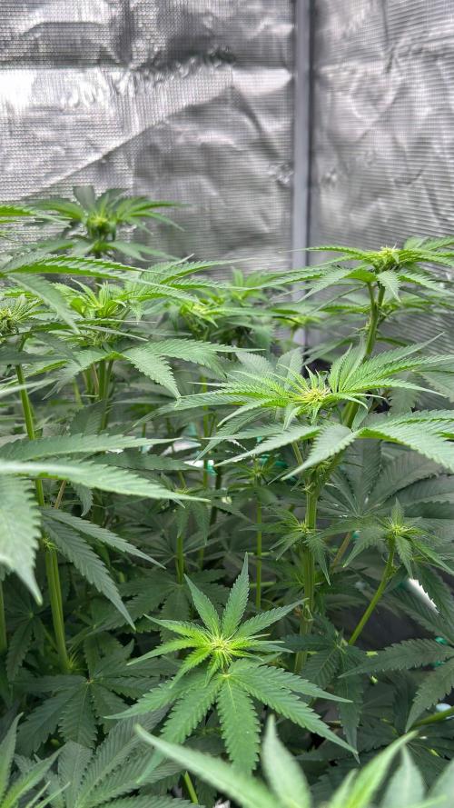 Shuga Seeds - Kyoto. Week 7