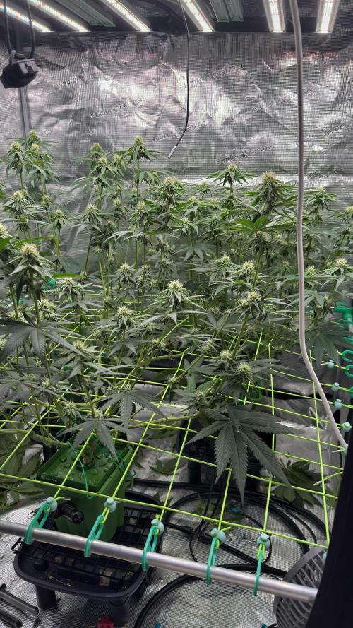 Shuga Seeds - Kyoto. Week 8