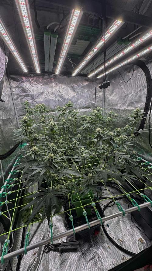 Shuga Seeds - Kyoto. Week 8
