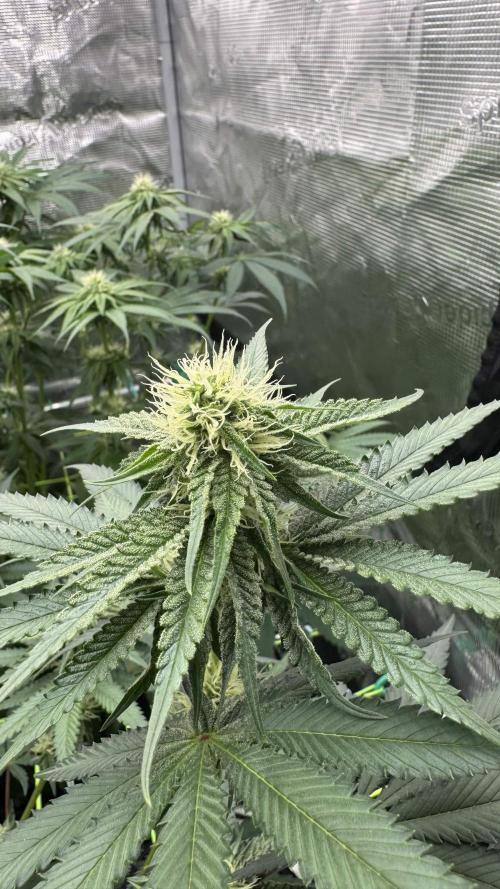 Shuga Seeds - Kyoto. Week 8