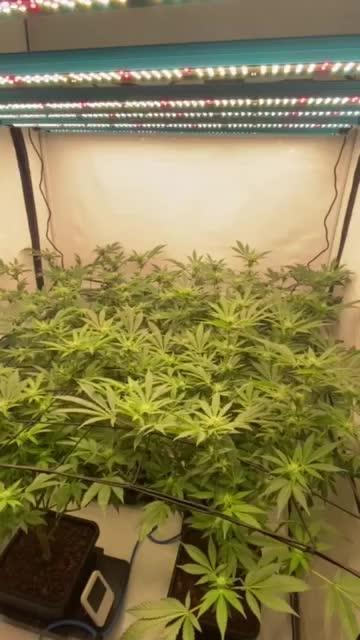 Bubble Gum Vienna Clones