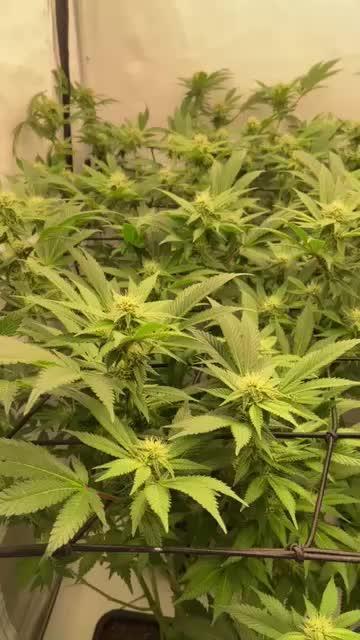 Bubble Gum Vienna Clones