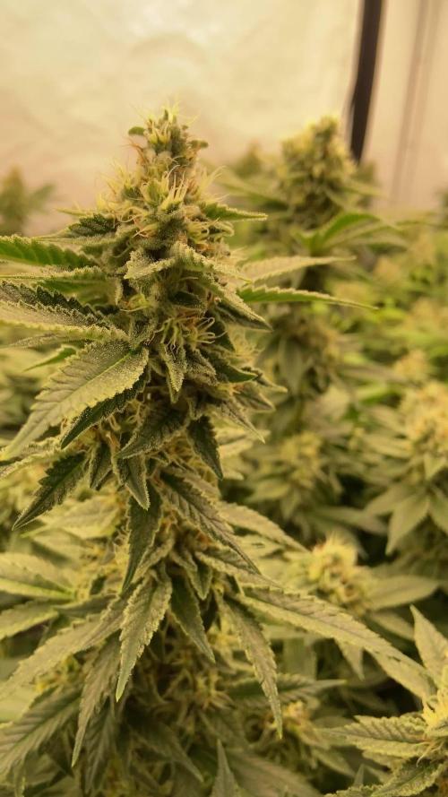 Bubble Gum Vienna Clones