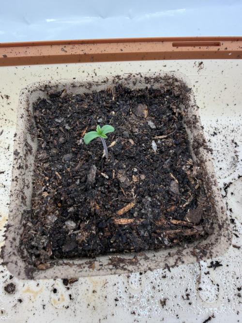 Blueberry Honey - September '26. Week 0 - Heads already out