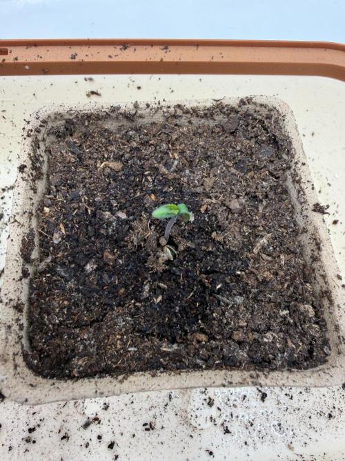 Blueberry Honey - September '26. Week 0 - Heads already out