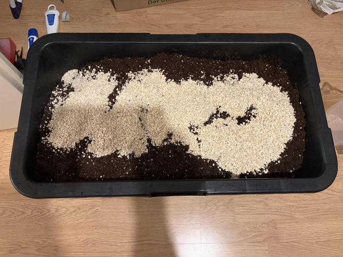 Blueberry Honey - September '26. Week 1 - Prepped the Soil with 500g of Oats as Fuel for the Microbes.