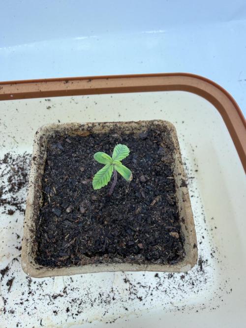 Blueberry Honey - September '26. Week 1