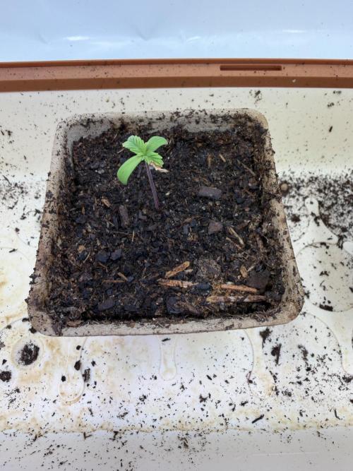 Blueberry Honey - September '26. Week 1 - Still not a lot of progress over the first week.