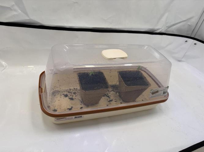 Blueberry Honey - September '26. Week 1 - They grew in this Tray for the whole first week.