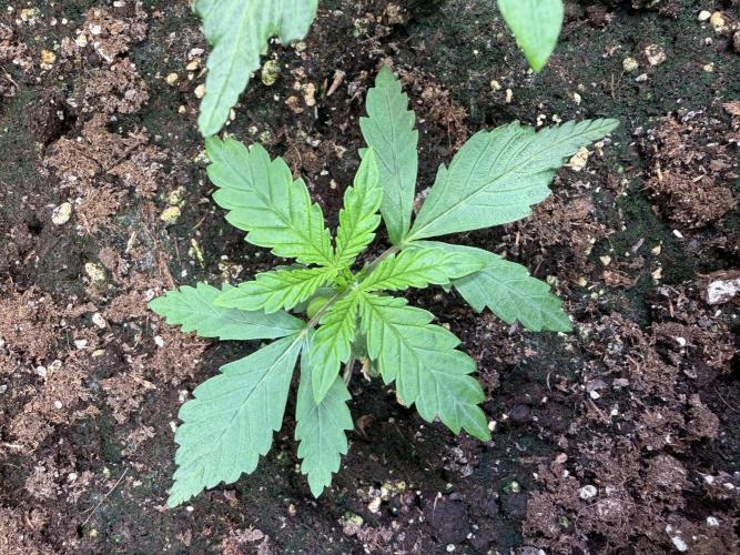 Blueberry Honey - September '26. Week 3