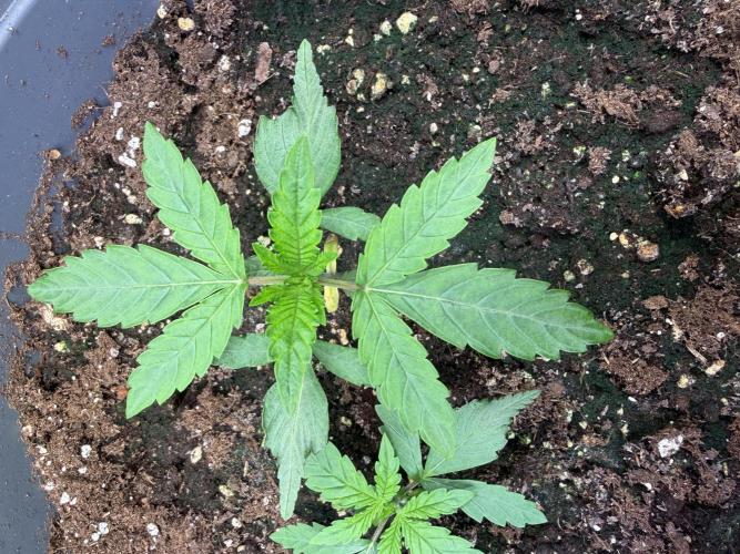 Blueberry Honey - September '26. Week 3