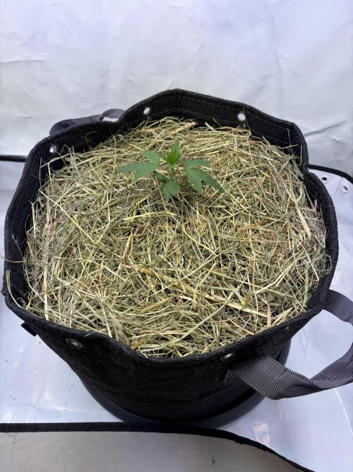 Blueberry Honey - September '26. Week 3