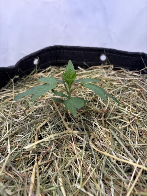 Blueberry Honey - September '26. Week 3