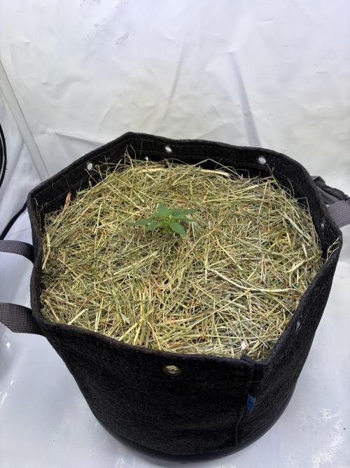 Blueberry Honey - September '26. Week 3