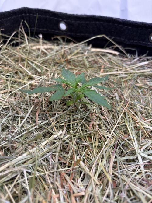 Blueberry Honey - September '26. Week 3