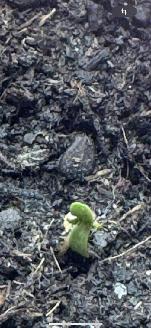 Outdoor Grow NL & Apple  Fritter. Week 0