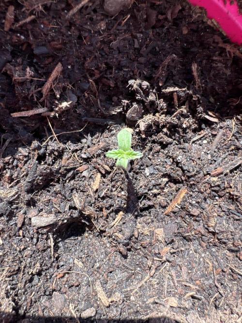 Outdoor Grow NL & Apple  Fritter. Week 0