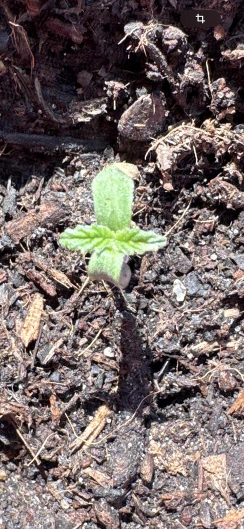 Outdoor Grow NL & Apple  Fritter. Week 0